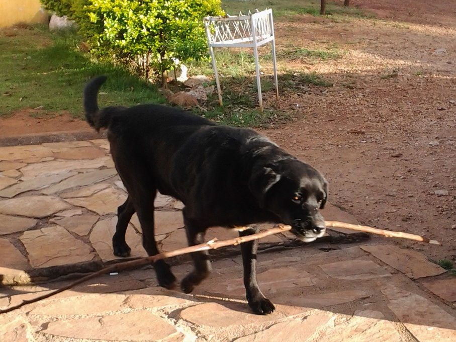 Mais um cachorro para a família: o Manel.